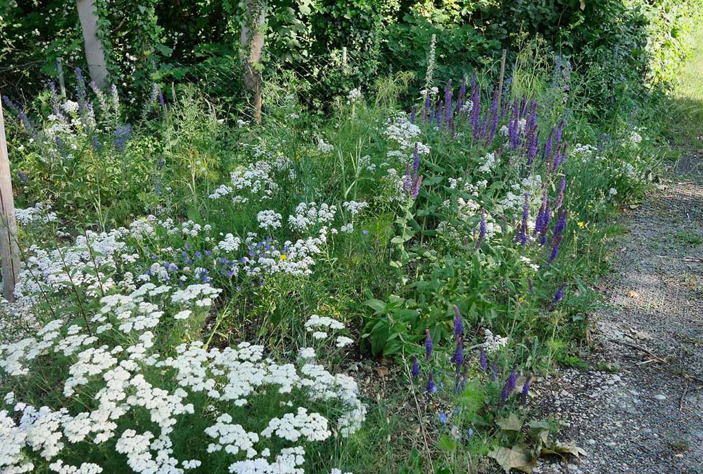 Wildblumensaum Eichendorf im Juni 2019. Weiße Staubige Margeriten und violetter Steppensalbei im Farbspiel