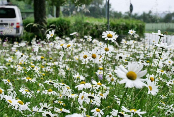 Die Blumenwiese Loiching steht im Juni 2020 voller weißer Margeriten