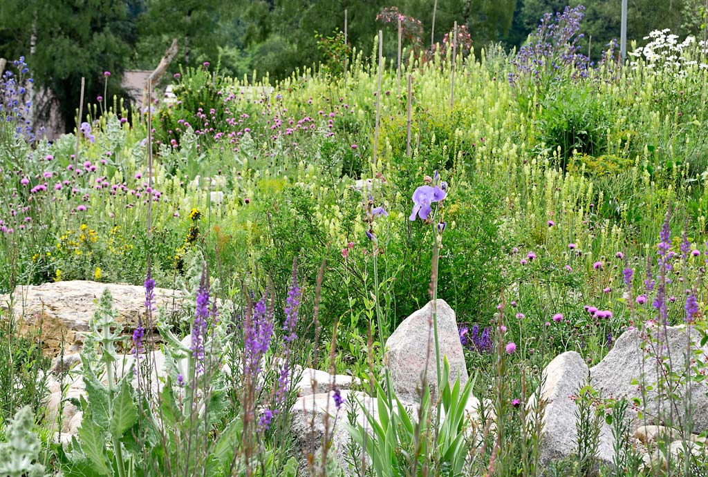 Zwischen, vor und hinter dem Steinriegel blüht es wie wild, vorne zum Beispiel violettes Purpurleinkraut neben hellblauen Schwertlilien.