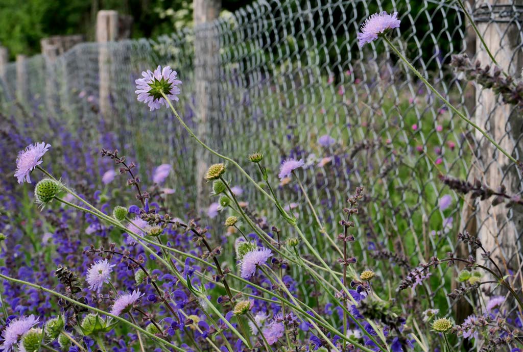 Blütenstengel lila blühender Wiesen-Witwenblumen ragen durch den Zaun, der gegen hungrige und stark wühlende Kaninchen errichtet wurde