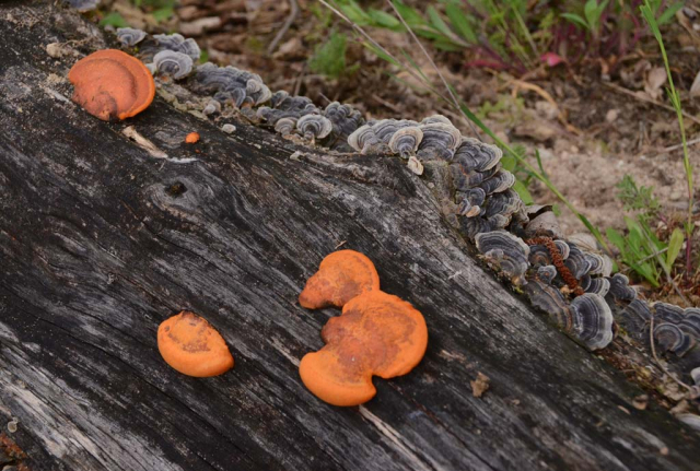 Zeichen des Verfalls und der natürlichen Veränderung und Entwicklung. Orange Bauschwämme auf alten morschen Totholzstämmen.