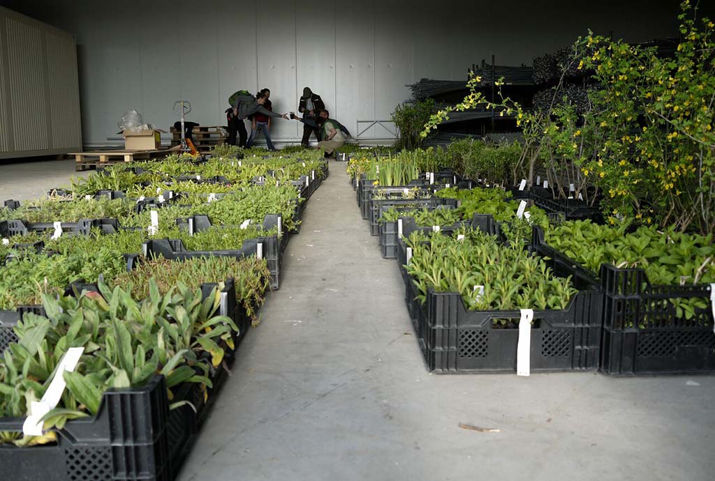 Halle mit Reihen von Pflanzenkisten. Ein großes Projekt bringt große Artenvielfalt und tausende von Wildstauden