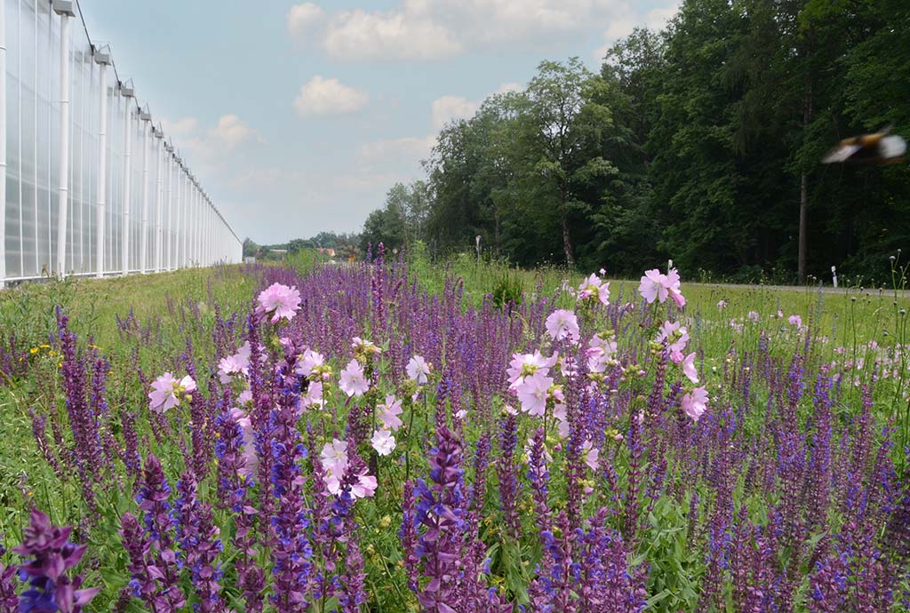 Magere Blumenwiese mit viel violettem Steppensalbei und rosa Rosenmalven in späterer Zeit: Haben Sie noch Fragen?