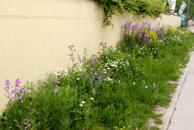 Wildblumensaum an der Münchner Strasse zwischen Gehweg und Gartenmauer im Mai. Es blühen Nachtviole, Färberwaid und Margeriten