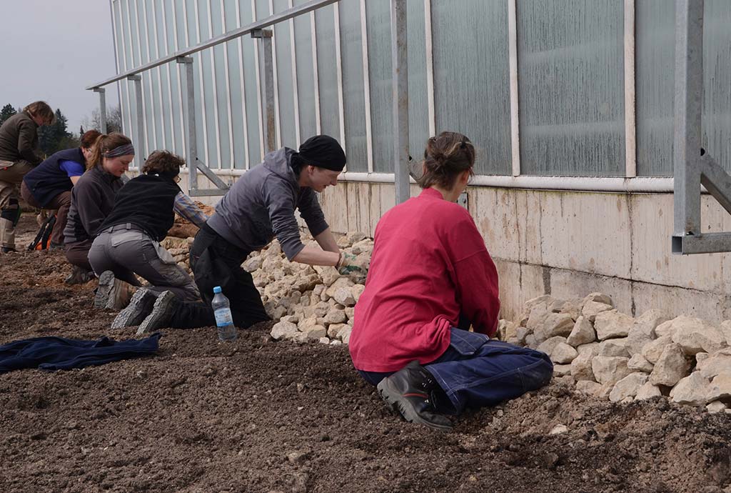 Grobe Steine werden vor einem Gewächshaus aufgeschichtet. Mit Naturgarten-Profi-Praktikanten werden Biotopstrukturen an der Gewächshaussüdseite errichtet