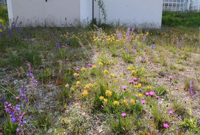 Standortvielfalt erzeugt Artenvielfalt. Hier ein bunt blühender Blumen-Schotter-Rasen auf einer Feuerwehrzufahrt