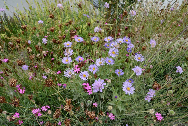 Vielfalt an jeder Stelle, hier die Blüte einer hellblauen Bergaster im Wildblumenbeet
