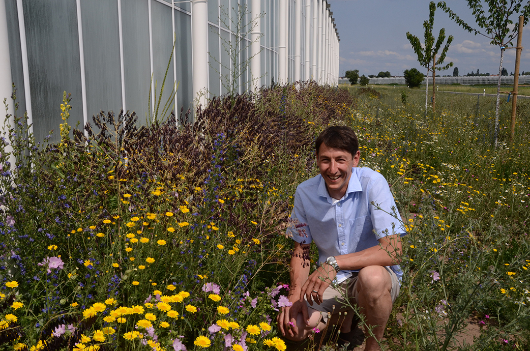 Peter Höfler ist stolz auf seine 1,5 Hektar wilde Blumen. Und er tut auch viel dafür
