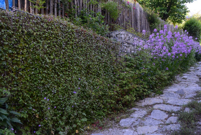 Die steile mit großen Natursteinbrocken gepflasterte Abfahrt zum Carport trägt seitlich hohe Gabionenkörbe. Die Natur holt sich die Metall-Stein-Konstruktion zurück, hier mit rosblütigem Zimbelkraut und lila Nachtviole.