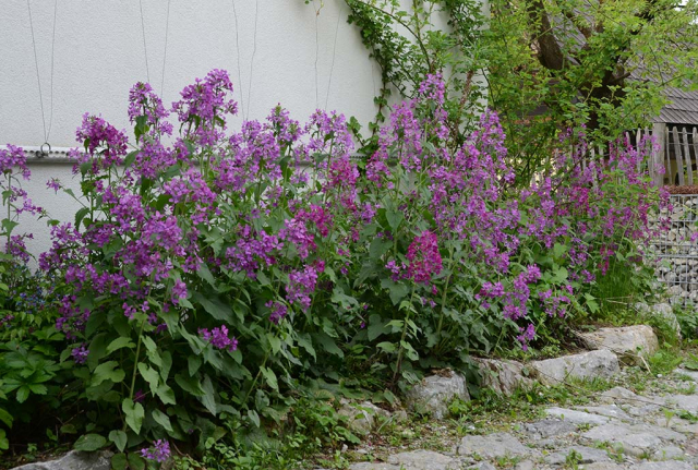Garten der hunderte Pflanzenarten. Violettes Einjähriges Silberblatt sät sich seit vielen Jahren in diesem Schattenbeet immer wieder neu aus. So geht Natur.