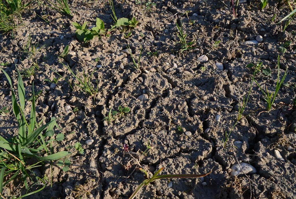 Risse im Erdboden mit wenigen winzigen grünen Keimlingen. Der Hitzesommer 2018 macht uns einen Strich durch die Rechnung. Es keimt fast nichts