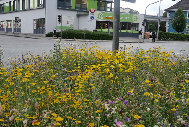 Farbenrauschvon Blüten auf Verkehrsinsel.Trostberg ist die Gemeinde, die auch nach dem Bauhoftraining weitermacht. Immer neue Flächen kommen hinzu
