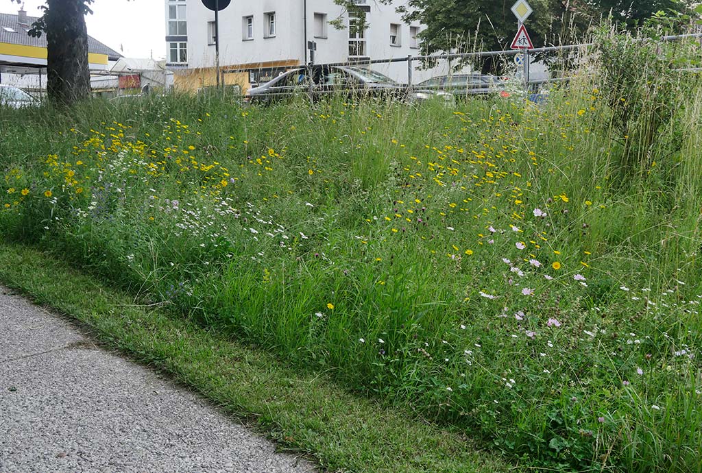 Artenanreicherung in Trostberg an einer Böschung. Vorher wuchs hier nur Gras. Jetzt sieht man schon viele Wiesenblumen