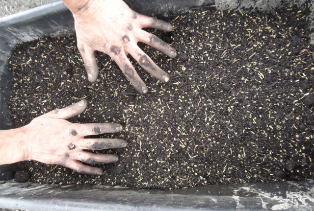Mischen des Saatgutes mit Kompost vor der Aussaat. Mit dreckigen Händen wird eine große Menge Kompost zugemischt.