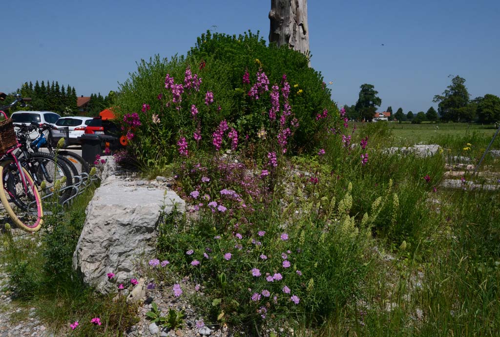 Wildblumenbeet am Parkplatz mit Totholz, Wildgehölzen und blühenden Wildstauden wie gelber Resede oder rosa Taubenskabiose
