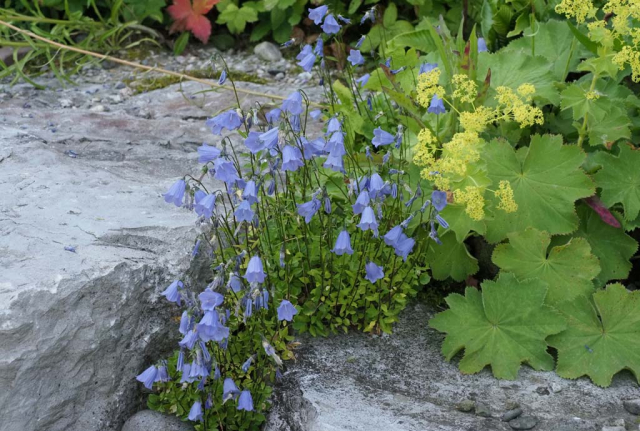 In den Ritzen der großen Böschungssteinen wachsen Mauerpflanzen wie die hellblaue Blütenteppiche bildende Zwerg-Glockenblume
