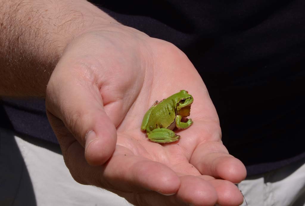 Hellgrüner ausgewachsener Laubfrosch in der Hand eines Geschäftsführers von Skywalk. Die Wildblumen, Gehölze und Regenwasser-Versickerungsbecken bieten Lebensraum für die bedrohte Rote-Liste-Art.