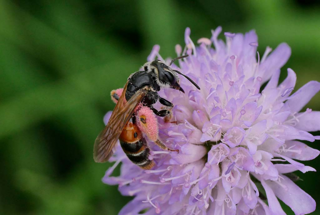 Blüten für Spezialisten: Knautiensandbiene auf Witwenblume. Noch so eine festgelegte Wildbienenart. Gibt es Wittwenblumen, kann es auch auch Knautiensandbienen geben. sonst nicht