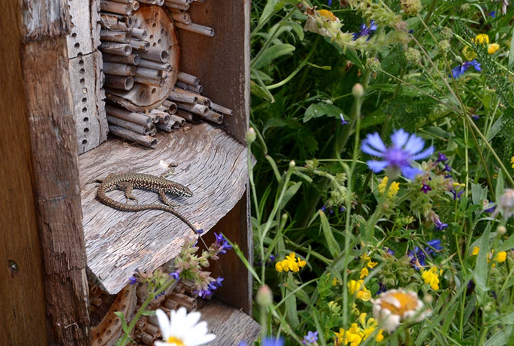 Mauereidechse sítzt vor künstlicher Nisthilfe für löcherbrütende Wildbienen.  Willkommener Futterplatz für Mauereidechse.