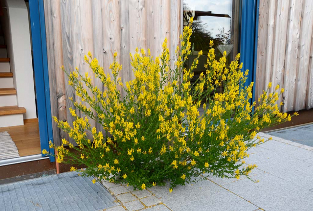 Freiheitstellen, gelb blühender Färberginster statt Terrassenplatten. Mehr dazu im eignenen Kapitel im Naturgartenbau-Buch.