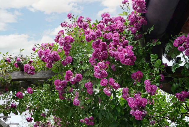 Zahllose rosa-violette Rosenblüten an Holzpergola. Es gibt so viele naturnahe Kletterrosen. Hier umrahmt eine den Torbogen des Eingangs