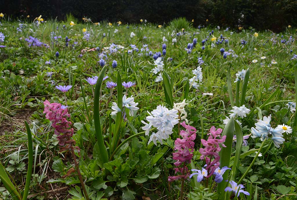 Die ehemeligen englischen Rasen sind nun Wildkräuterrasen voll bunter Zwiebeln. Man sieht rosa und weißen Lerchensporn, dunkelblaue Traubenhyazinten, hellblaue Puschkinien und Blausternchen