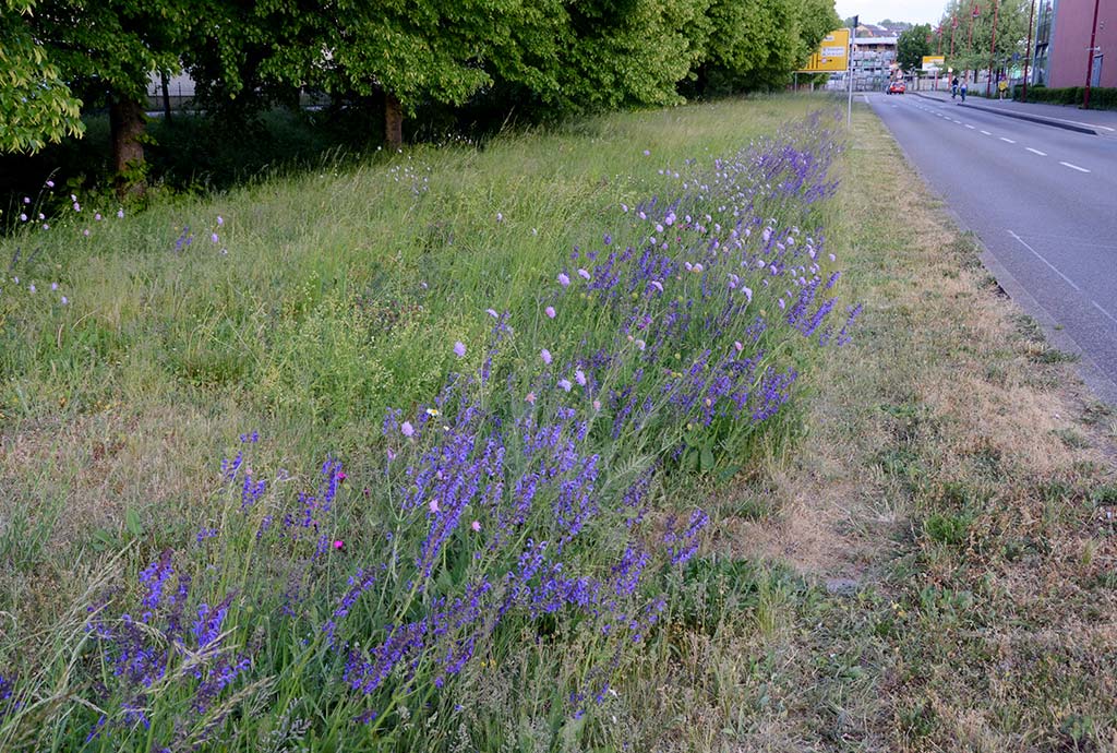 Bretten 2020. Jetzt blühen violetter Wiesensalbei und lila Wiesen-Witwenblumen.
